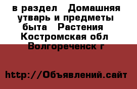  в раздел : Домашняя утварь и предметы быта » Растения . Костромская обл.,Волгореченск г.